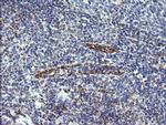 C4orf22 Antibody in Immunohistochemistry (Paraffin) (IHC (P))