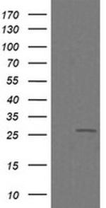 C4orf22 Antibody in Western Blot (WB)