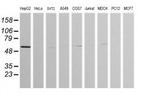 ZNF38 Antibody in Western Blot (WB)