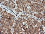 Kallikrein 8 Antibody in Immunohistochemistry (Paraffin) (IHC (P))