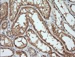 Kallikrein 8 Antibody in Immunohistochemistry (Paraffin) (IHC (P))