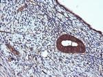 ACAA2 Antibody in Immunohistochemistry (Paraffin) (IHC (P))