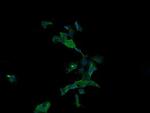 APC11 Monoclonal Antibody (OTI3F5)