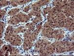 Tubulin alpha-1B Monoclonal Antibody (OTI3G3)