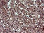 Tubulin alpha-1B Antibody in Immunohistochemistry (Paraffin) (IHC (P))