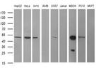 TUBB2B Antibody in Western Blot (WB)