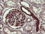 TUBB2B Antibody in Immunohistochemistry (Paraffin) (IHC (P))