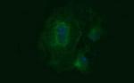 TUBB2B Antibody in Immunocytochemistry (ICC/IF)