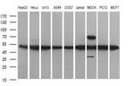 TUBB2B Antibody in Western Blot (WB)