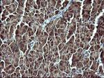 CSH1 Antibody in Immunohistochemistry (Paraffin) (IHC (P))
