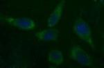 CSH1 Monoclonal Antibody (OTI4D6)