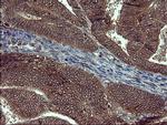 SIVA1 Antibody in Immunohistochemistry (Paraffin) (IHC (P))