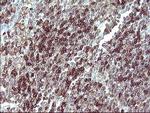 IL10RA Monoclonal Antibody (OTI1D10)