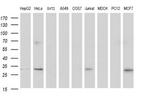 TMX Antibody in Western Blot (WB)