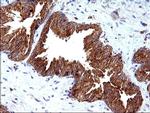 SCAMP2 Antibody in Immunohistochemistry (Paraffin) (IHC (P))