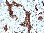 SCAMP2 Antibody in Immunohistochemistry (Paraffin) (IHC (P))