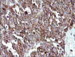 SCAMP2 Antibody in Immunohistochemistry (Paraffin) (IHC (P))
