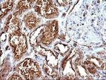 SCAMP2 Antibody in Immunohistochemistry (Paraffin) (IHC (P))