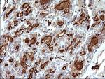 SCAMP2 Antibody in Immunohistochemistry (Paraffin) (IHC (P))