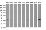 SCAMP2 Antibody in Western Blot (WB)