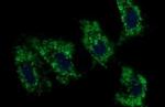 C17orf62 Monoclonal Antibody (OTI3F10)