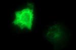 CEP68 Monoclonal Antibody (OTI5B4)