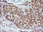 CEP68 Antibody in Immunohistochemistry (Paraffin) (IHC (P))