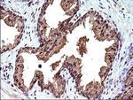 CEP68 Antibody in Immunohistochemistry (Paraffin) (IHC (P))