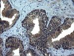 CEP68 Antibody in Immunohistochemistry (Paraffin) (IHC (P))