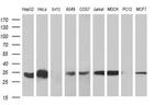 TMX Antibody in Western Blot (WB)