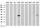 HAUS7 Antibody in Western Blot (WB)