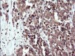 COX4NB Antibody in Immunohistochemistry (Paraffin) (IHC (P))