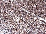 COX4NB Antibody in Immunohistochemistry (Paraffin) (IHC (P))