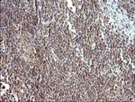 COX4NB Monoclonal Antibody (OTI2A4)