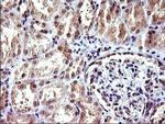 COX4NB Antibody in Immunohistochemistry (Paraffin) (IHC (P))