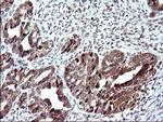 COX4NB Antibody in Immunohistochemistry (Paraffin) (IHC (P))