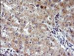 COX4NB Antibody in Immunohistochemistry (Paraffin) (IHC (P))