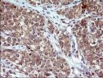 COX4NB Antibody in Immunohistochemistry (Paraffin) (IHC (P))