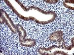 COX4NB Antibody in Immunohistochemistry (Paraffin) (IHC (P))