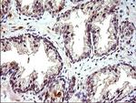 COX4NB Antibody in Immunohistochemistry (Paraffin) (IHC (P))