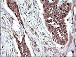COX4NB Antibody in Immunohistochemistry (Paraffin) (IHC (P))