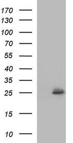 COX4NB Antibody in Western Blot (WB)