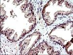 COX4NB Antibody in Immunohistochemistry (Paraffin) (IHC (P))
