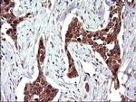 COX4NB Antibody in Immunohistochemistry (Paraffin) (IHC (P))