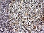COX4NB Antibody in Immunohistochemistry (Paraffin) (IHC (P))