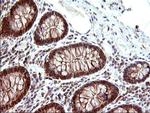 COX4NB Antibody in Immunohistochemistry (Paraffin) (IHC (P))