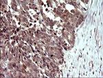 COX4NB Antibody in Immunohistochemistry (Paraffin) (IHC (P))