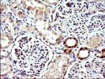 COX4NB Antibody in Immunohistochemistry (Paraffin) (IHC (P))