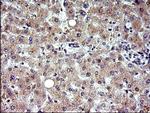 COX4NB Antibody in Immunohistochemistry (Paraffin) (IHC (P))