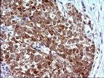COX4NB Antibody in Immunohistochemistry (Paraffin) (IHC (P))